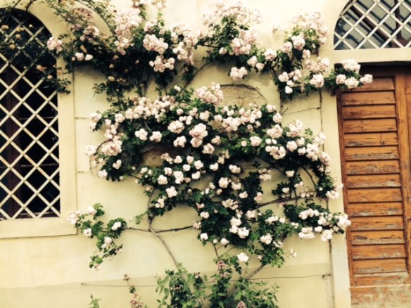 Does every rose really have a thorn?