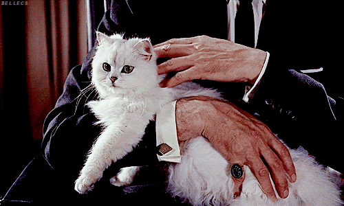 Maybe even the name of their pet